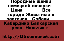 Породные щенки немецкой овчарки › Цена ­ 24 000 - Все города Животные и растения » Собаки   . Кабардино-Балкарская респ.,Нальчик г.